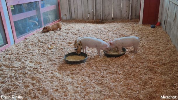 , Knott’s Berry Farm Update: Peanuts Celebration