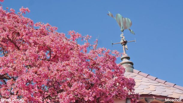 , Disneyland Update: Open Despite Appearances