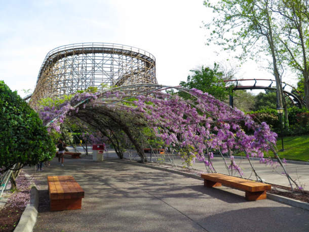 , California’s Great America: Looking Forward; Looking Back