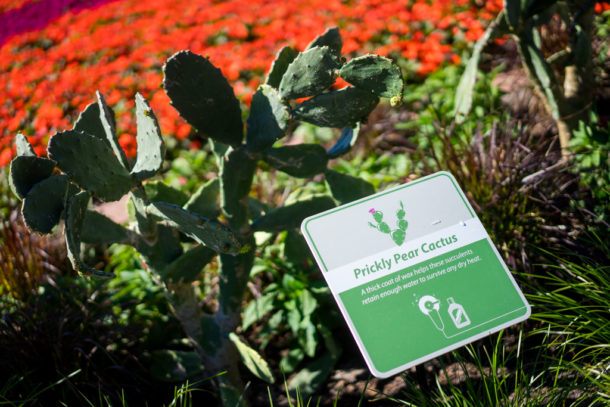 , Dateline Disney World – Flower and Garden Festival Blooms at Epcot