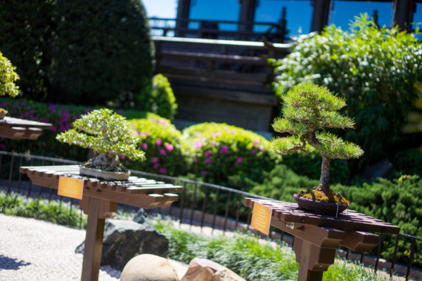 , Dateline Disney World – Flower and Garden Festival Blooms at Epcot