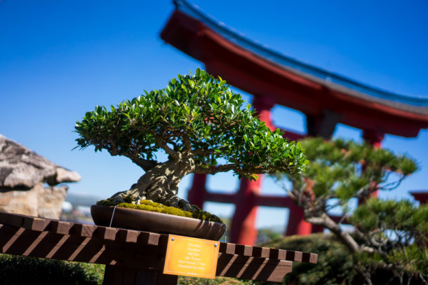 , Dateline Disney World – Flower and Garden Festival Blooms at Epcot