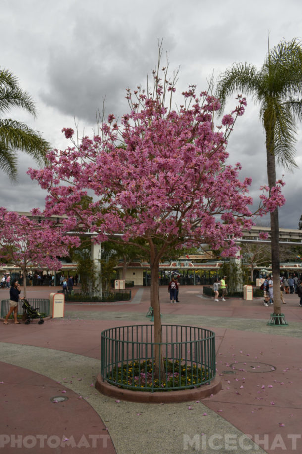 , Disneyland News and Photo Update – Pretty in Pink