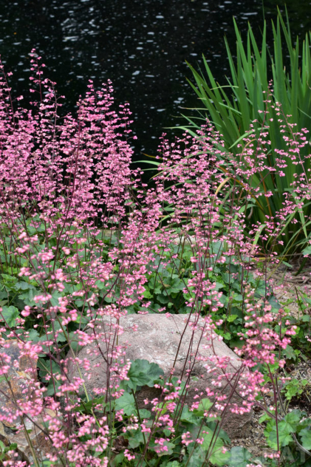 , Disneyland News and Photo Update – Pretty in Pink