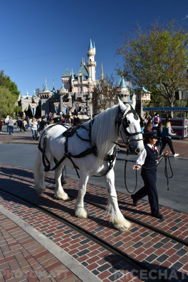 , Disneyland News and Photo Update – Pretty in Pink