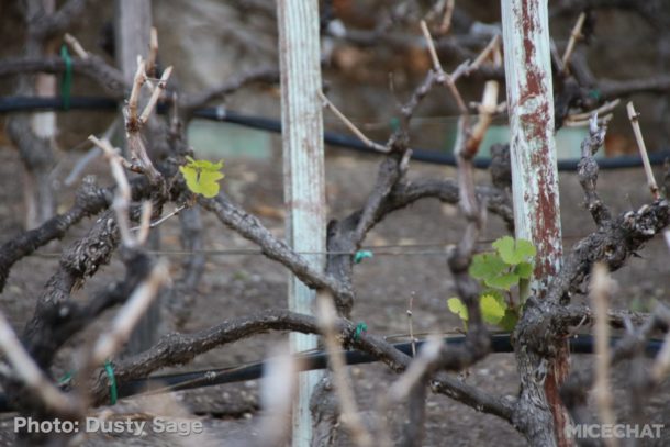 , Disneyland Resort Update – Food & Wine, Construction of New Lands