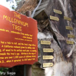 IMG_9173-Disneyland-