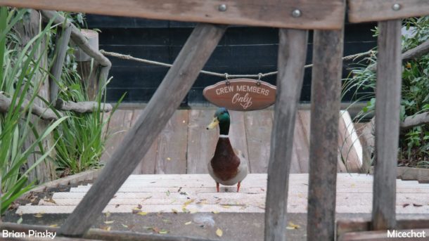 , Disneyland Photo Update: Eggs and Epic Rain