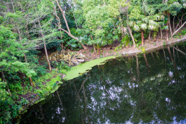 , Dateline Disney World – Animal Kingdom News and Photos