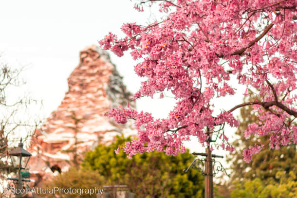 , Disneyland Update – Oooooh!