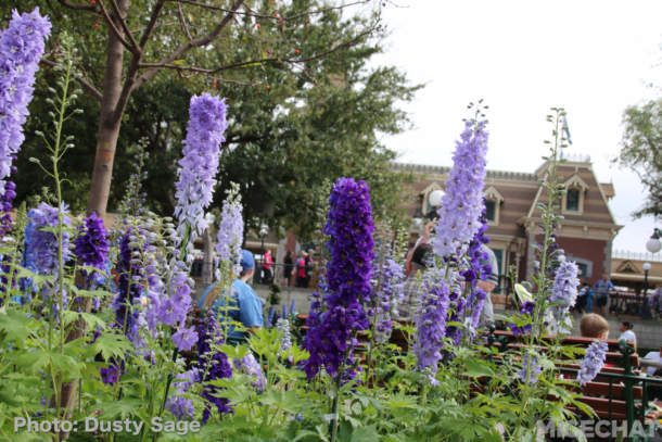 , Disneyland Photo Update – To Infinity and Beyond