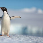 Disneynature “Penguins”