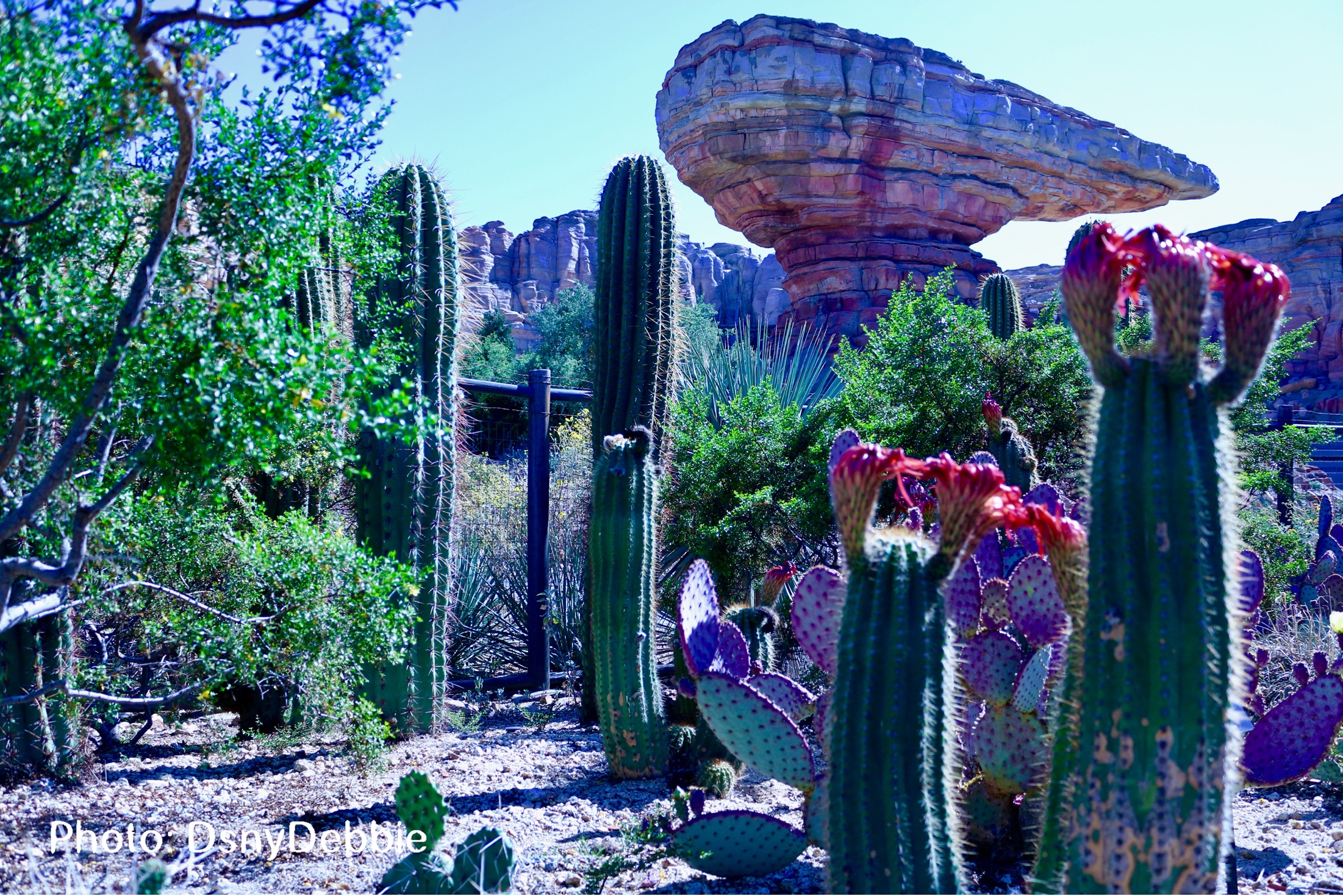 , Disneyland Resort Update – Coming Soon . . .