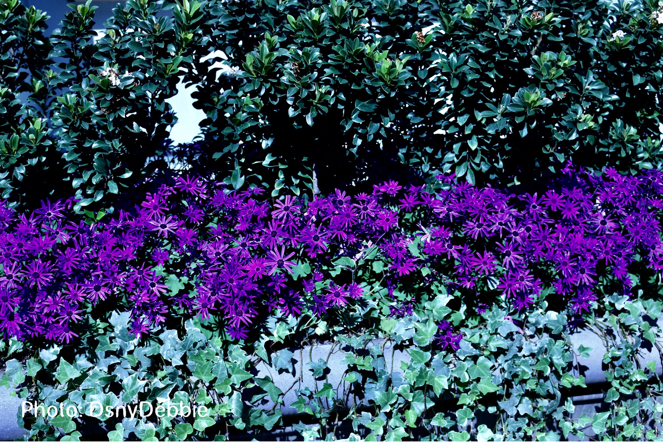 , Disneyland Resort Update – Coming Soon . . .