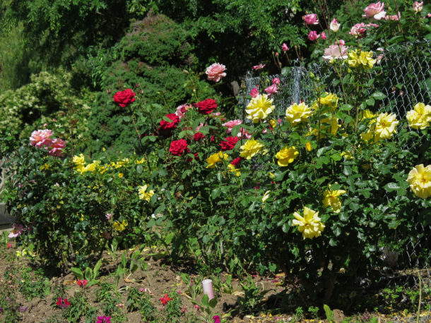 , A Blooming Wet Time at Gilroy Gardens