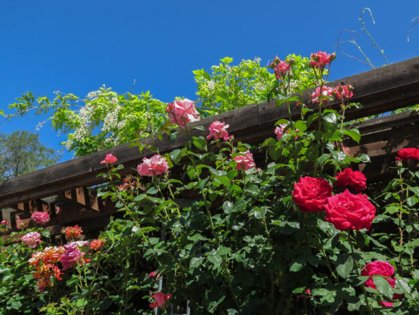 , A Blooming Wet Time at Gilroy Gardens