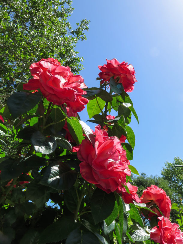 , A Blooming Wet Time at Gilroy Gardens