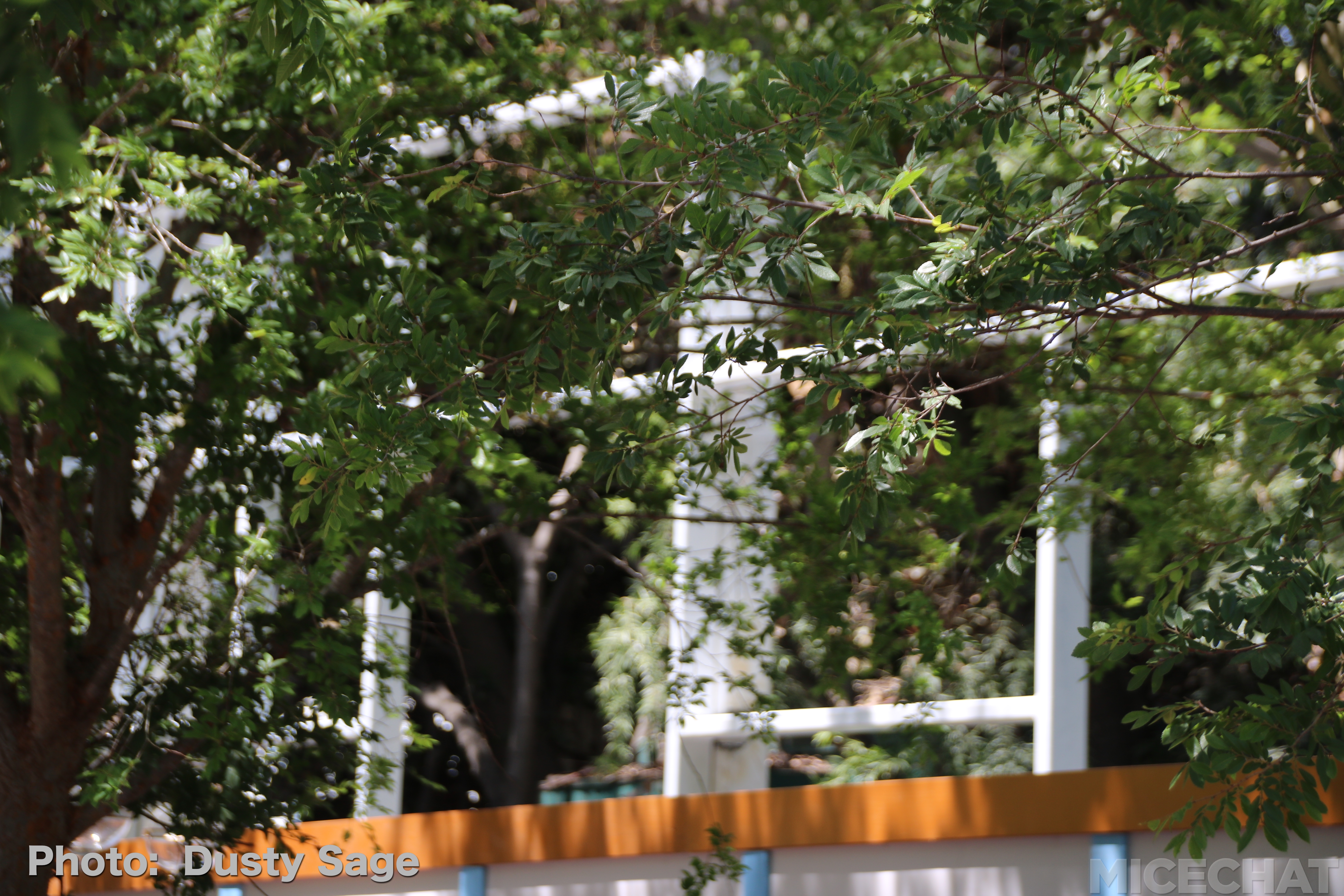, Disneyland Resort Update – Maintenance, Strollers, and Pixar in the Parks