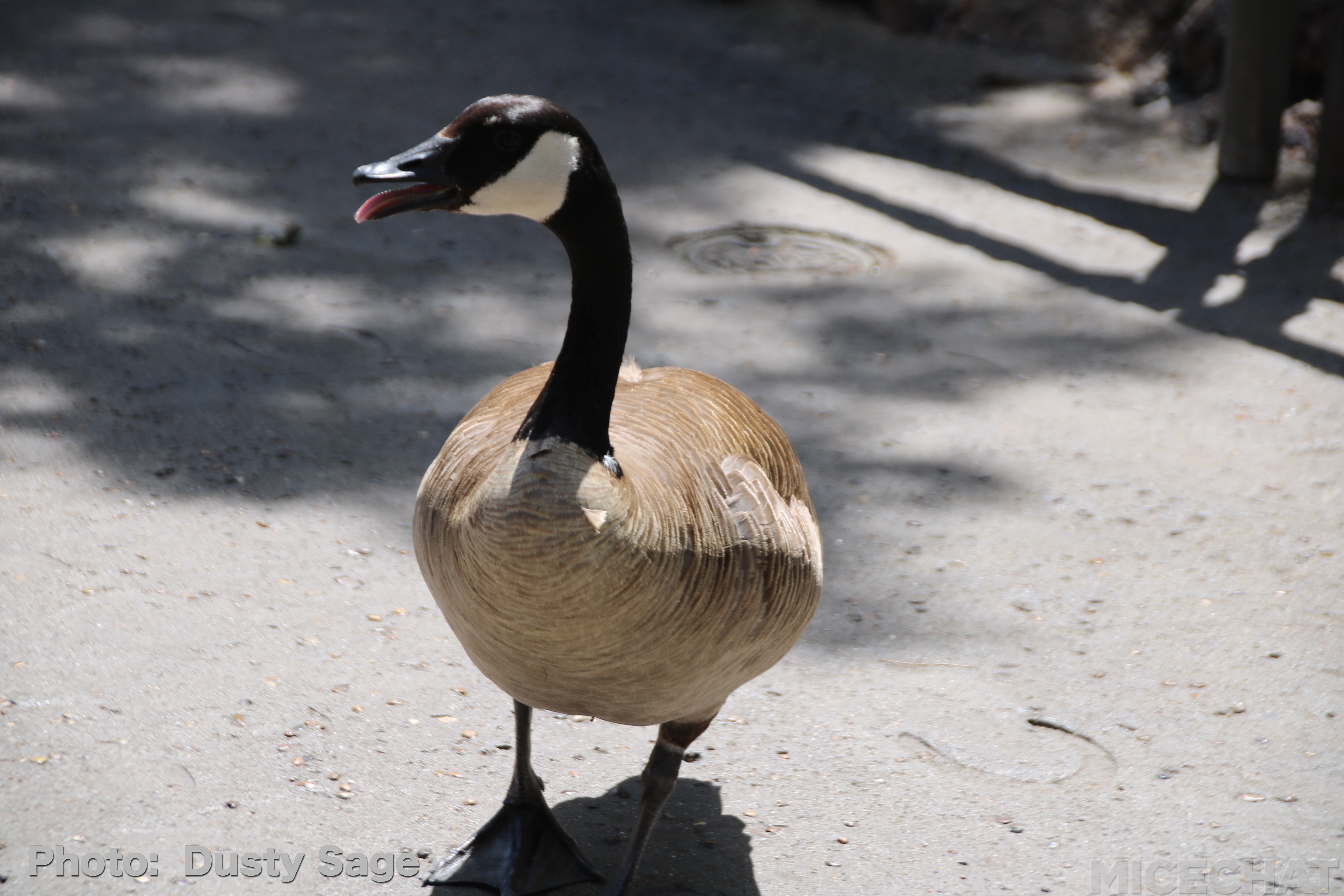 , Disneyland Resort Update – Maintenance, Strollers, and Pixar in the Parks