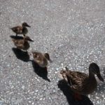 IMG_1447-Disney-