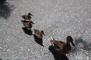 , Disneyland Update – Churro Scam, Galaxy’s Edge, and Cute Baby Animals
