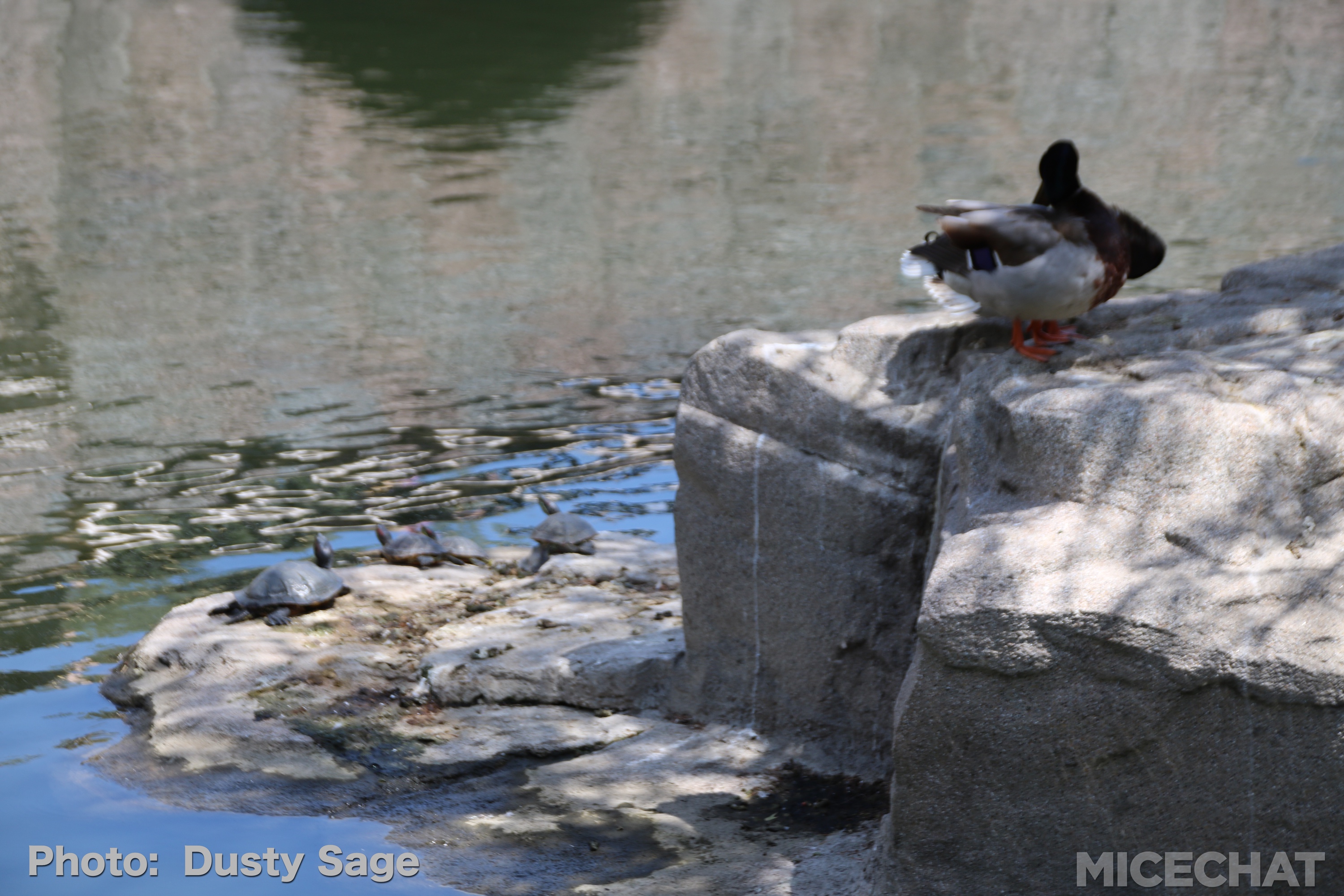 , Disneyland Update – Churro Scam, Galaxy’s Edge, and Cute Baby Animals