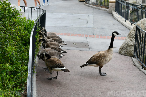 , Disneyland Update – A Pixar 4th of July