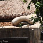 Photo_IMG_0923_disneyland_MiceChat