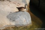 Photo_IMG_9507_disneyland_MiceChat