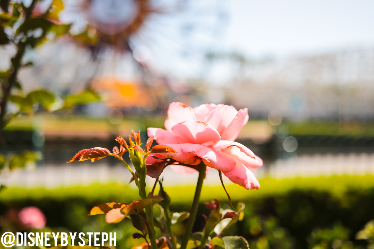 , Disneyland Resort Update – I Melt For You