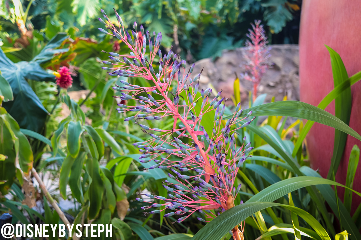 , Disneyland Resort Update – I Melt For You