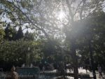 Photo_Carthay-Fountain-Tree-Bright_MiceChat
