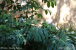 Photo_0720-Disneyland