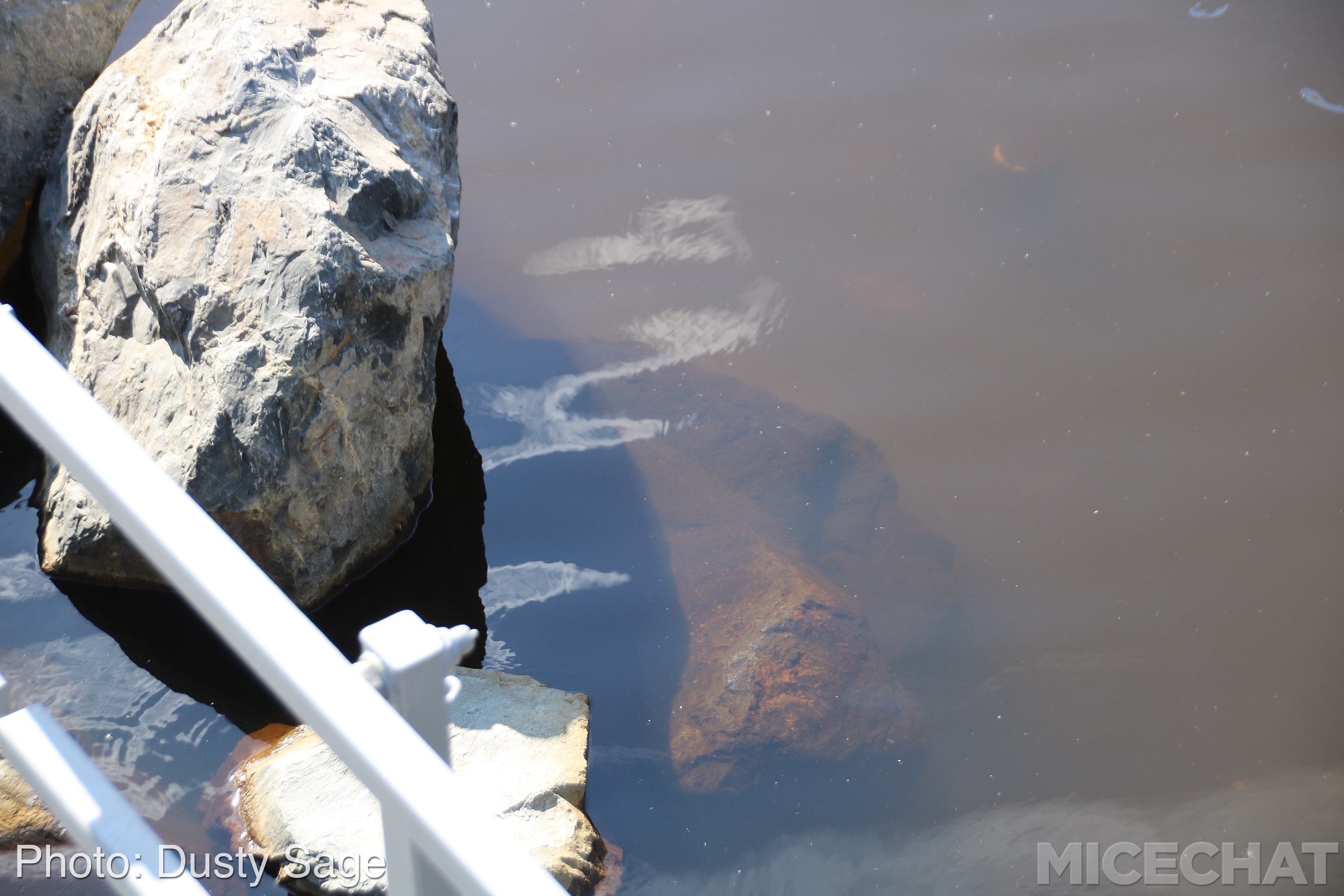 , Disneyland Resort Update – Summer Is For Rusting