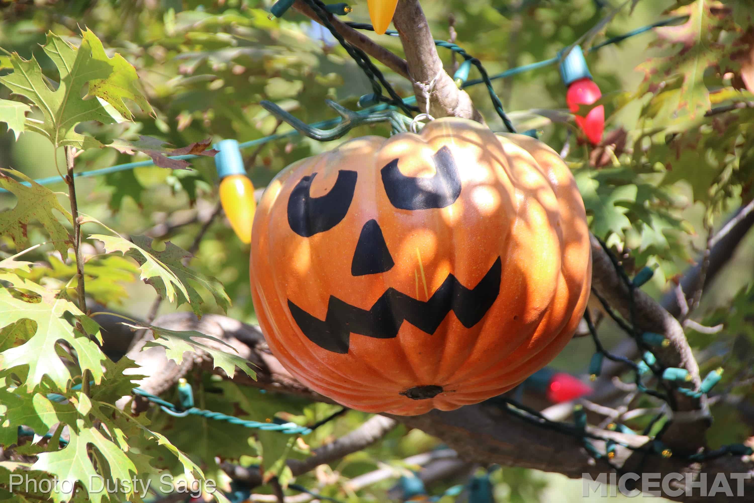 , Disneyland Update – Fall in Line