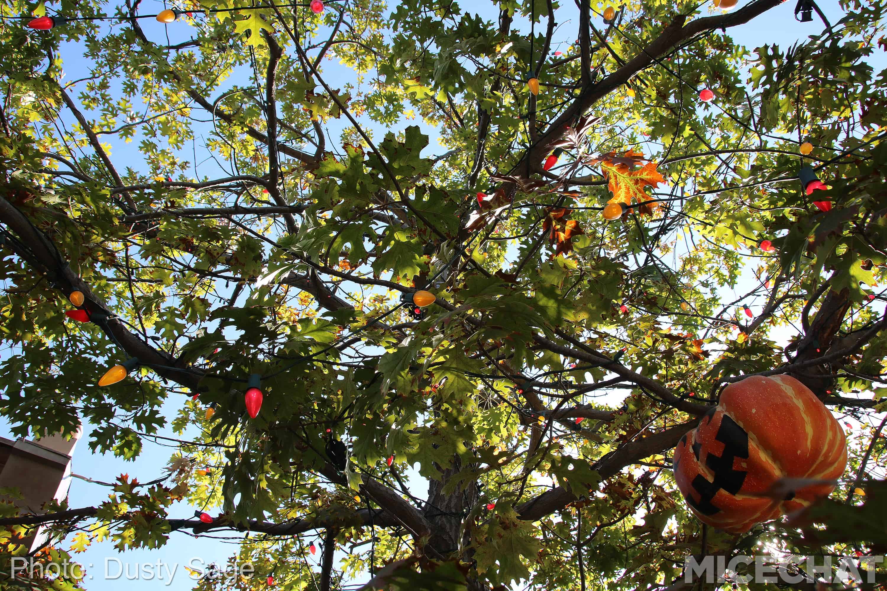 , Disneyland Update – Fall in Line