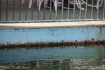 Disneyland-Motorboat-Cruise-Dock-rusted
