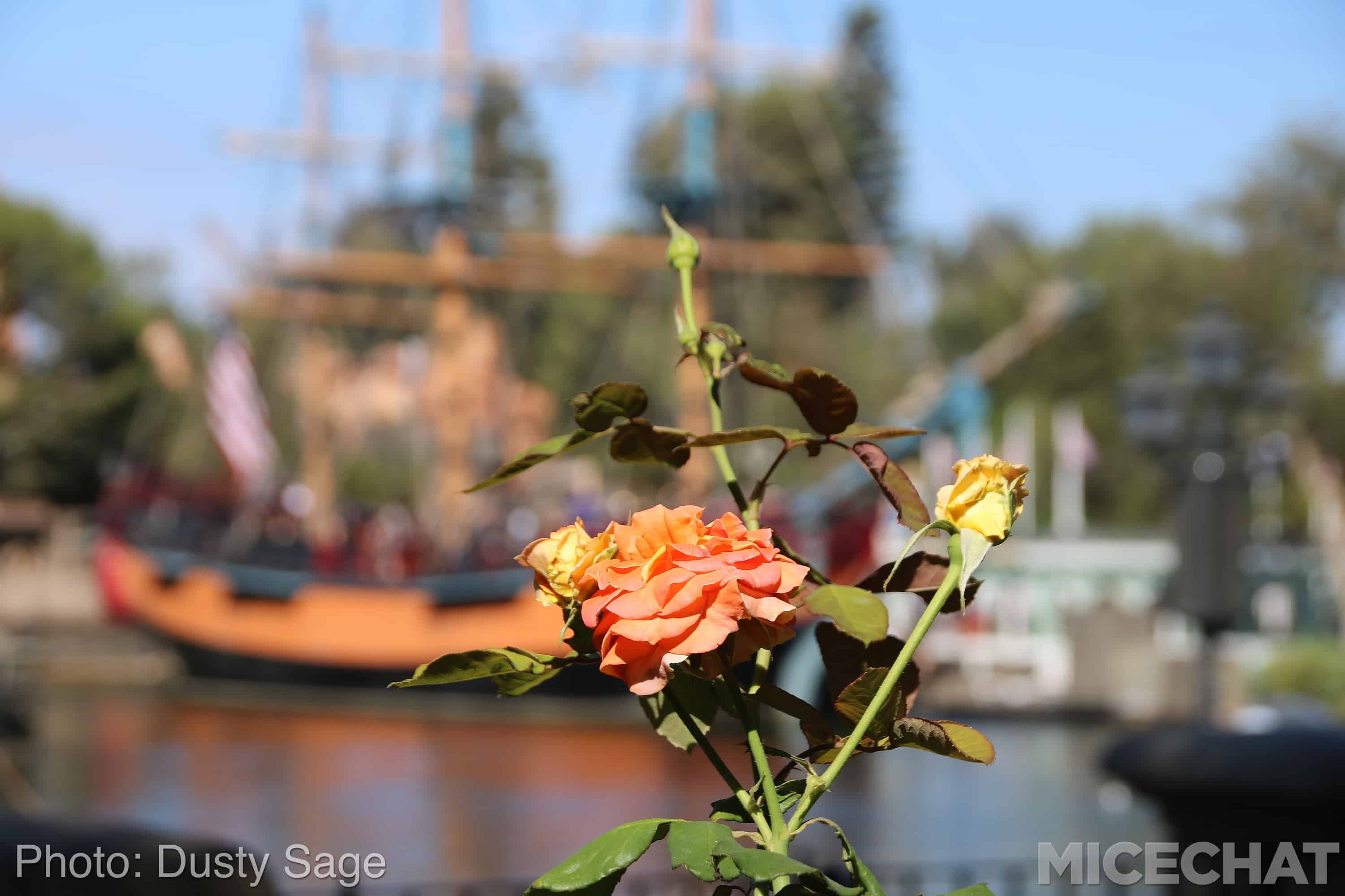 , Disneyland Photo Updates: Fall Into Construction Walls