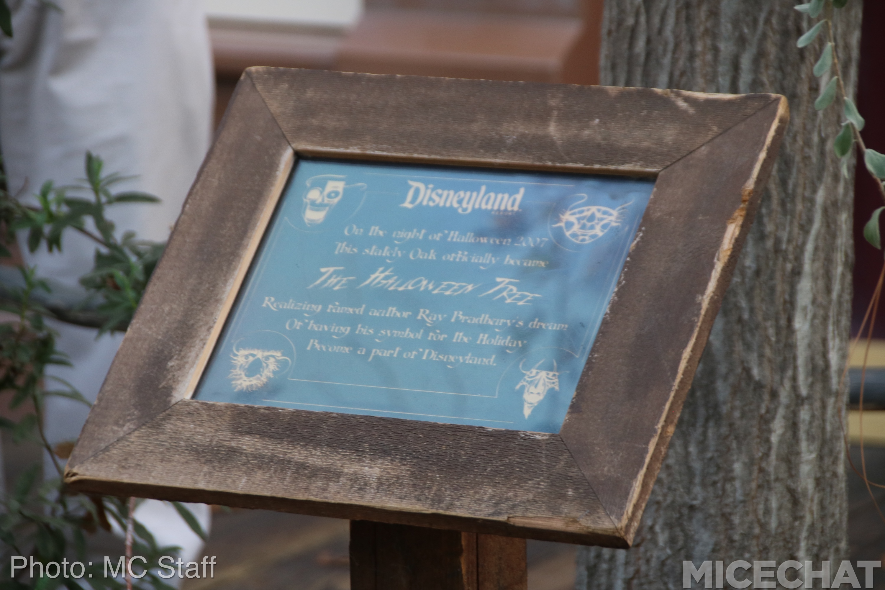 , Disneyland Resort Update: Christmas and Projects About to Unwrap