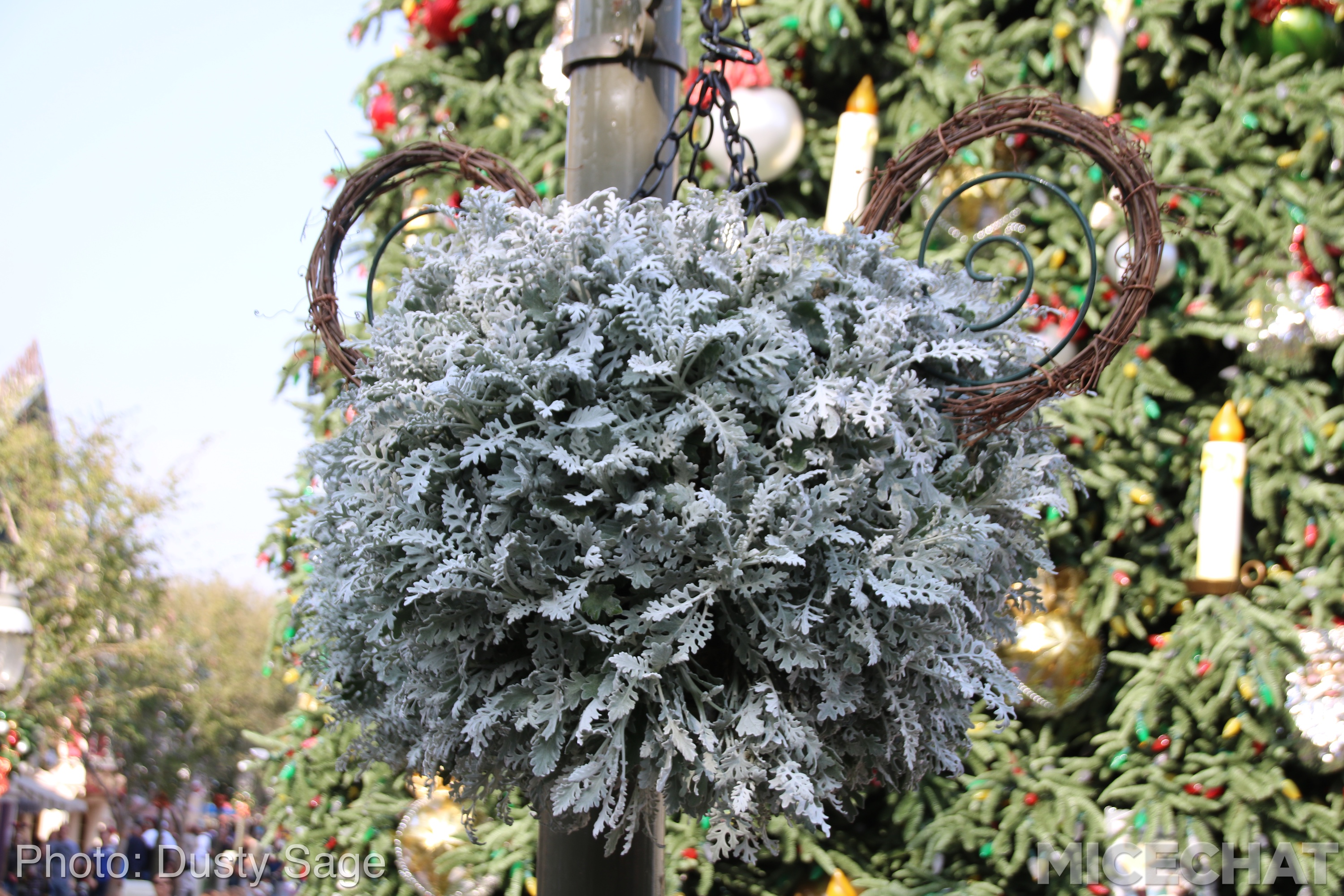, Disneyland Resort Update – It’s Festival Time