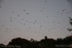Disneyland-IMG_0161