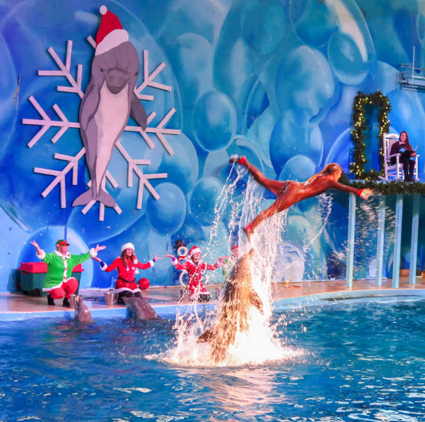, S’more Fun at Six Flags Discovery Kingdom Holiday in the Park