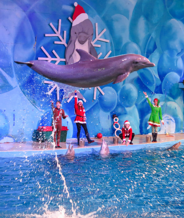 , S’more Fun at Six Flags Discovery Kingdom Holiday in the Park
