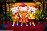 lunar new year pigs three little pig