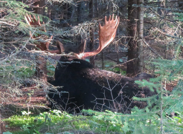 , Isle Royale National Park: Northern Exploresure – Part 1