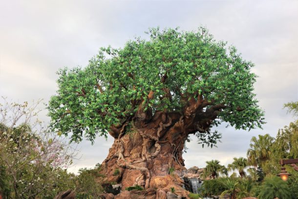 Kevin, What’s UP at Disney’s Animal Kingdom?