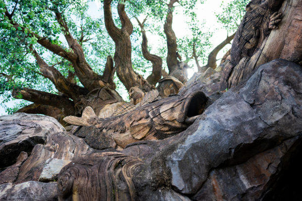 Animal Kingdom, Dateline Disney World &#8211; Animal Kingdom Ready to Roar