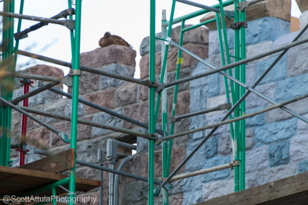 MiceChat Gumball Rally, Disneyland Update: Drenched Gumballs and Scrim Covered Castle
