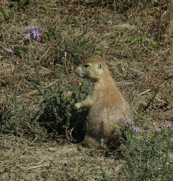 Theodore Roosevelt National Park, Theodore Roosevelt National Park: Northern Exploresure Part 3