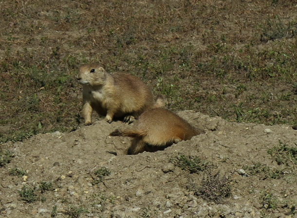 Theodore Roosevelt National Park, Theodore Roosevelt National Park: Northern Exploresure Part 3